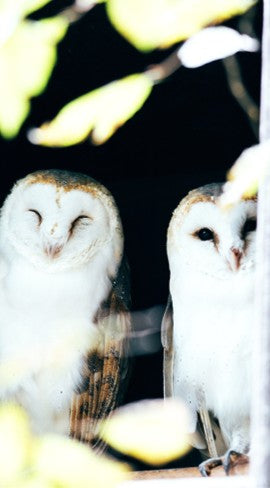 A pair of white Barn Owls side by side in a dark roosting spot, highlighting nocturnal raptor behavior and wildlife conservation tracking for community science.