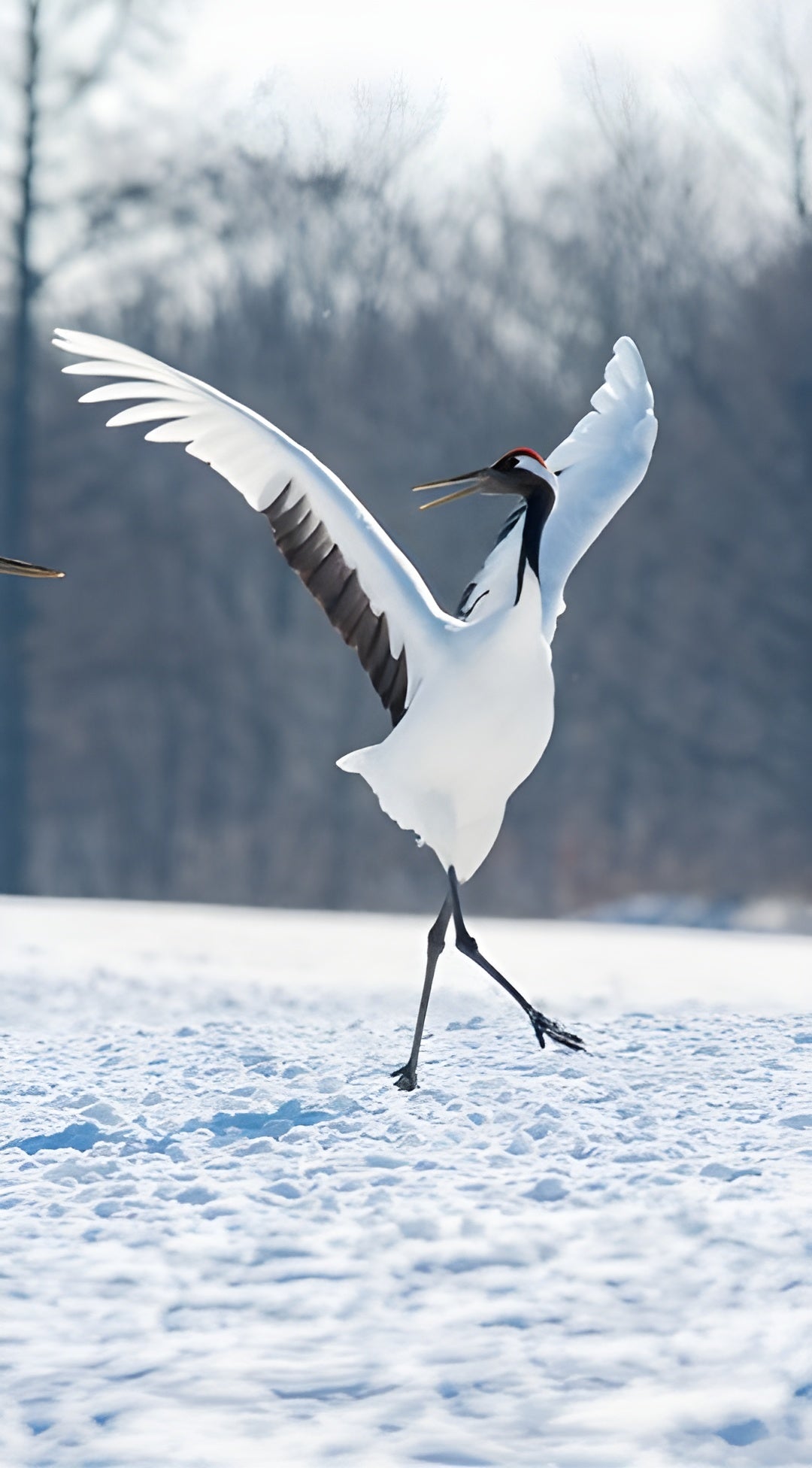 A stunning Whooping Crane walking elegantly through a crisp, white snow-covered landscape, illustrating a serene winter birding moment for antique-style nature journal illustrations.