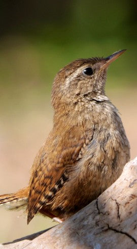A tiny House Wren perched alertly on a stone with its tail cocked, capturing a charming moment of garden wildlife and essential field marks for a hand-drawn nature illustration.