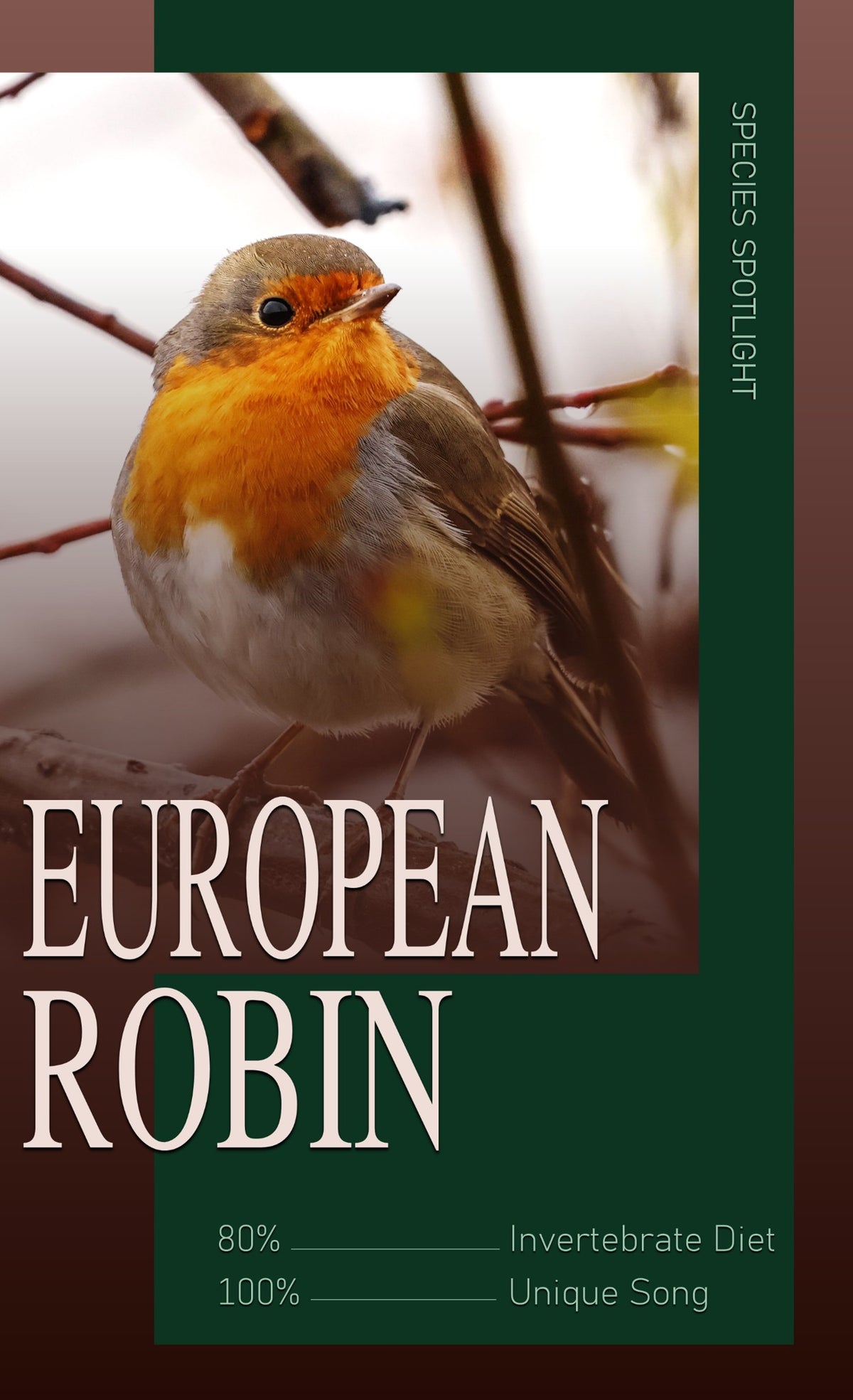 Species spotlight graphic showcasing a bright European Robin on a mossy twig, perfect for songbird identification guides and backyard birding logs.