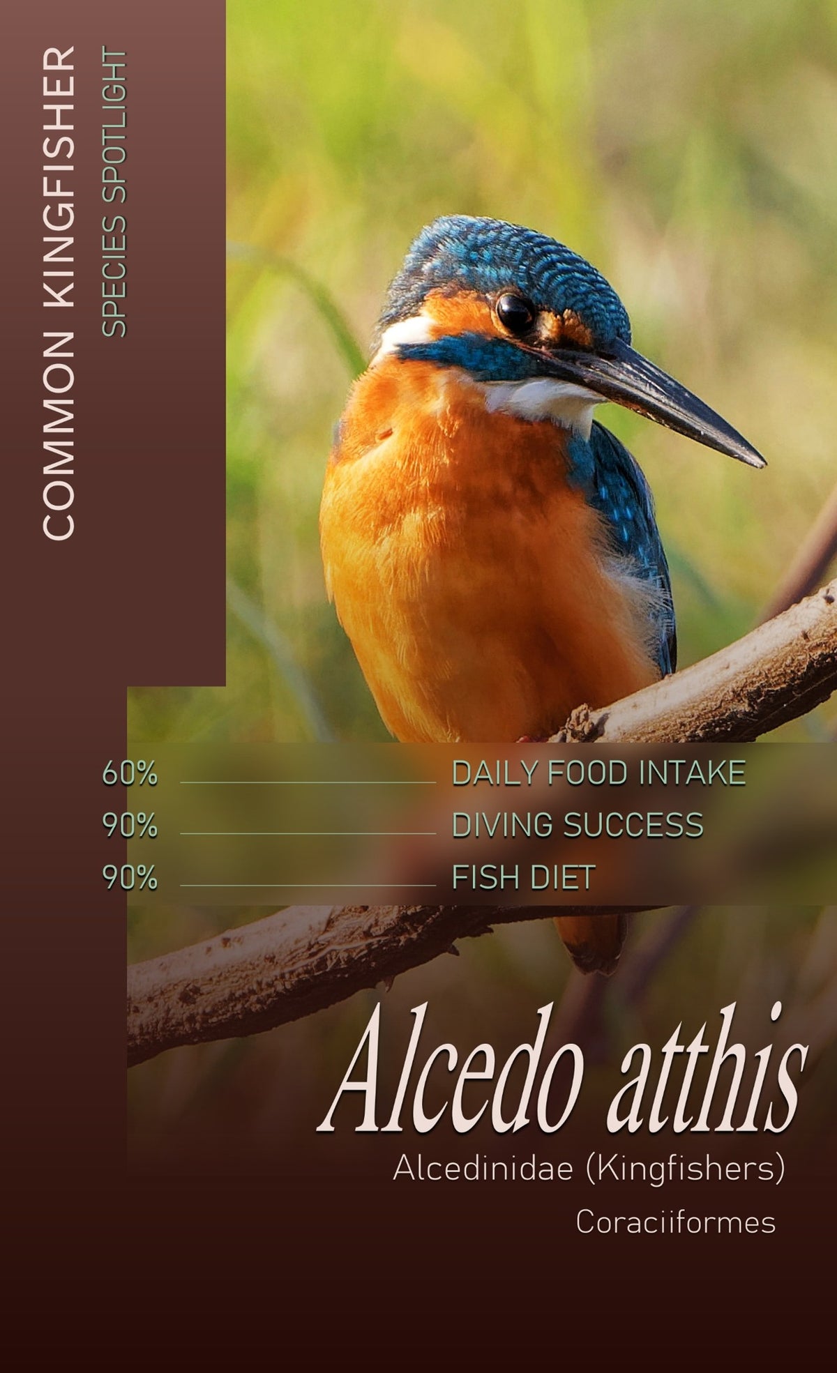 Species spotlight card featuring a colorful Common Kingfisher perched on a branch, highlighting bird identification, habitat facts, and nature journal notes.