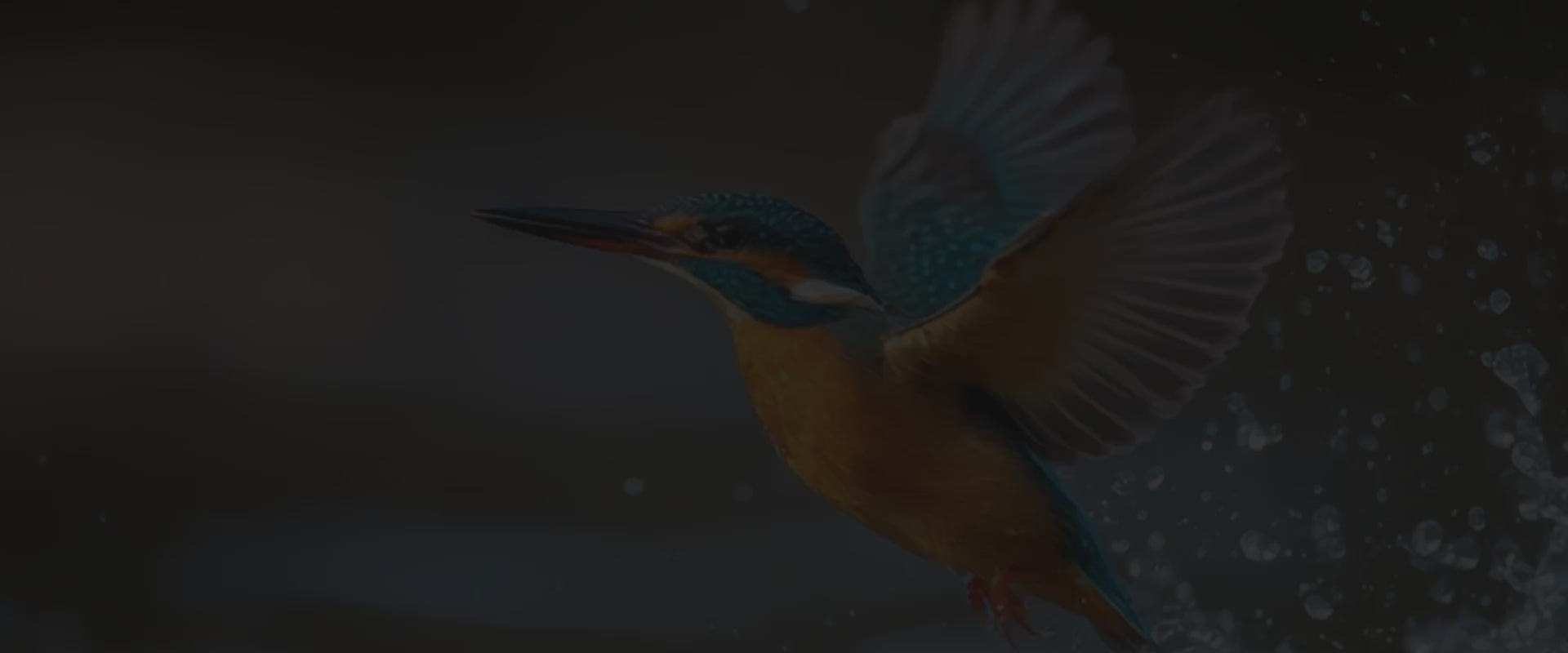 Slow-motion video banner showcasing various wild bird species in their peaceful natural habitats, capturing slow birding, nature connection, and wildlife journal inspiration.